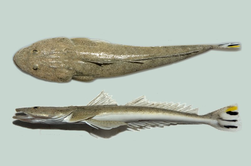 Червеобразная саламандра