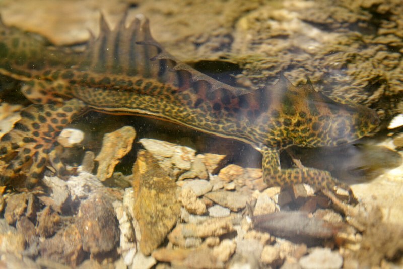 Тритон Альпийский Тритон