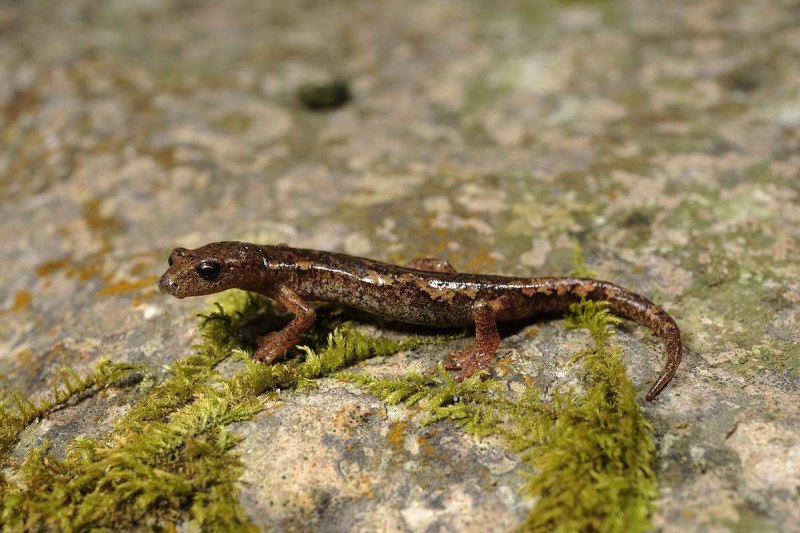 Карликовый Тритон гребенчатый