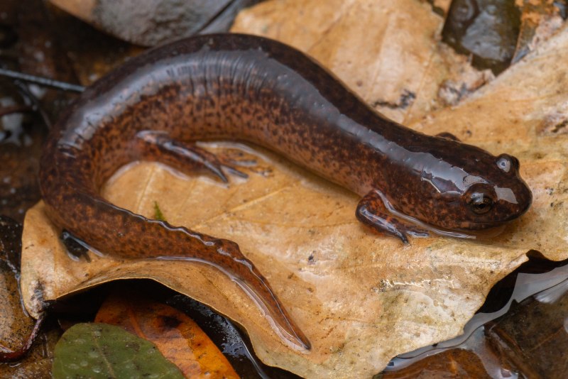 Тритон Карпатский Карпатский