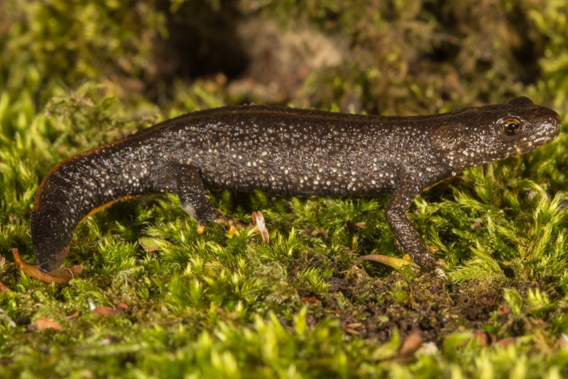 Тритон коричневый