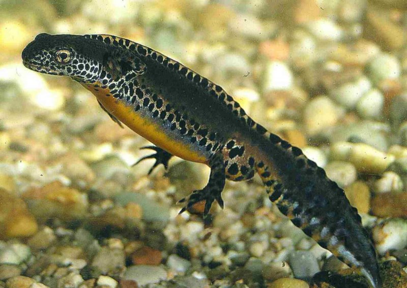 Иранский Тритон