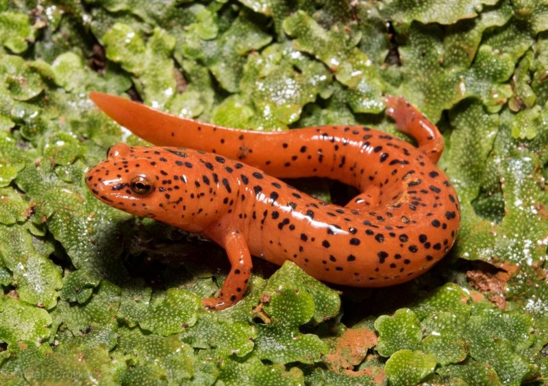 Тритон гребенчатый (ящерица)