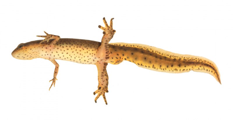 Альпийский Тритон