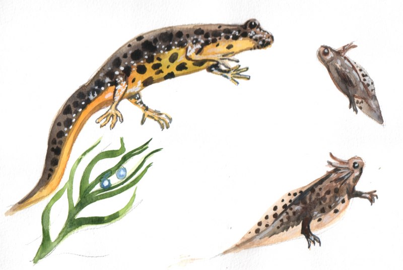 Стадии развития зародыша человека "Тритон"