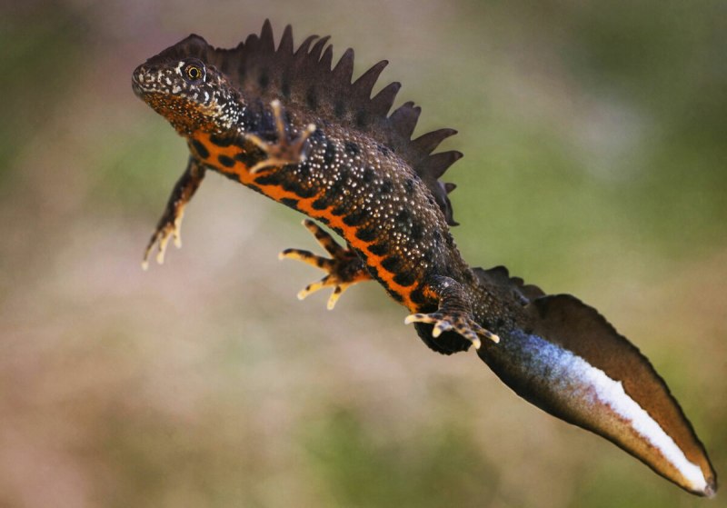 Земноводные Тритон обыкновенный