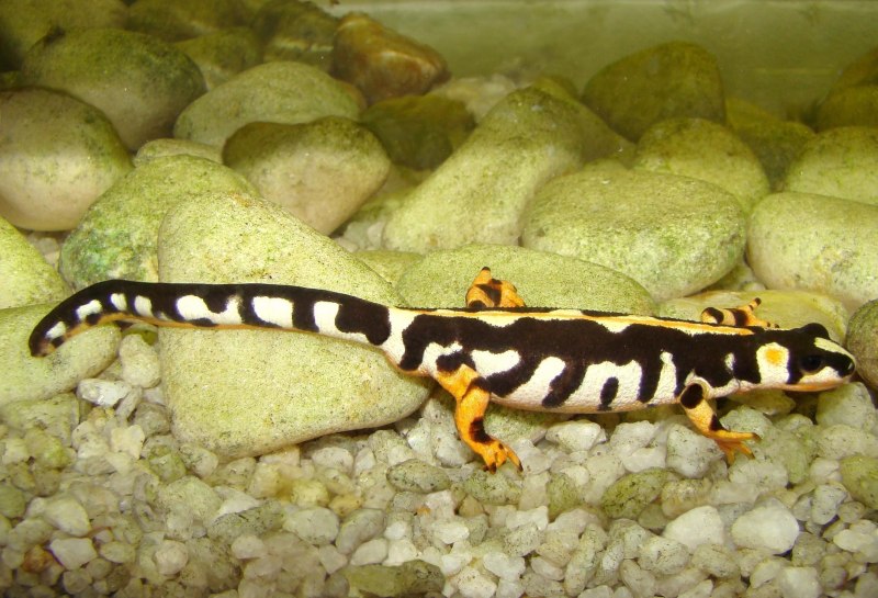 Восточноамериканский Тритон