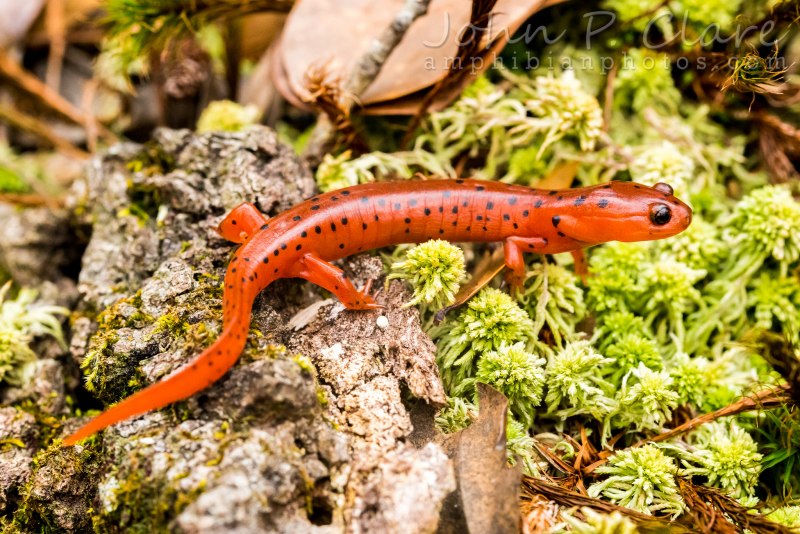 Тритон земноводное Королевский