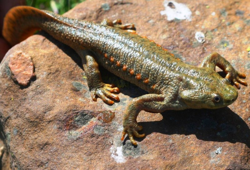 Triturus cristatus гребенчатый Тритон