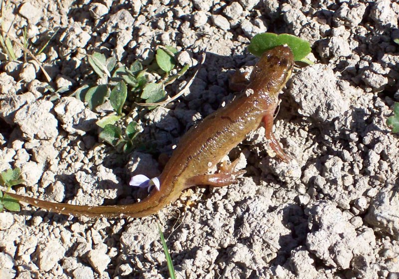 Горный ложный Тритон