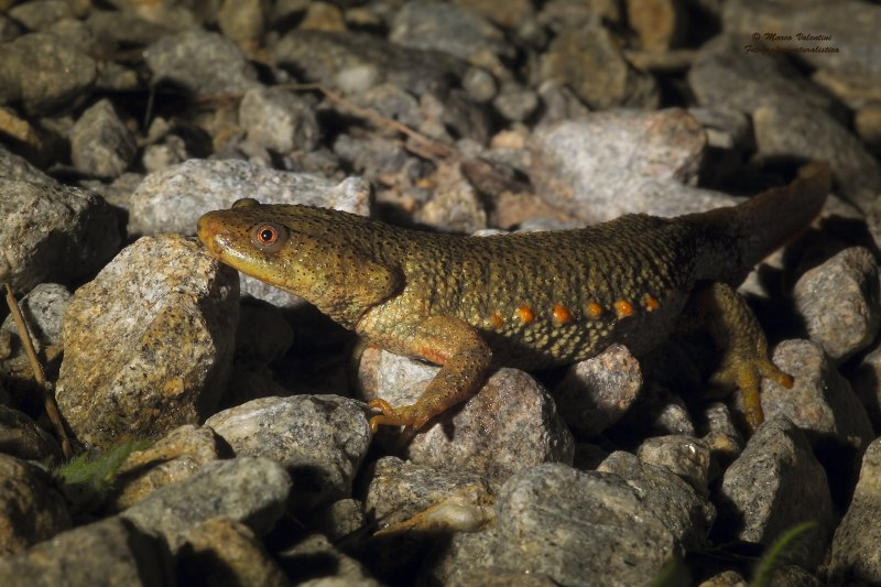 Обыкновенный Тритон Ланца