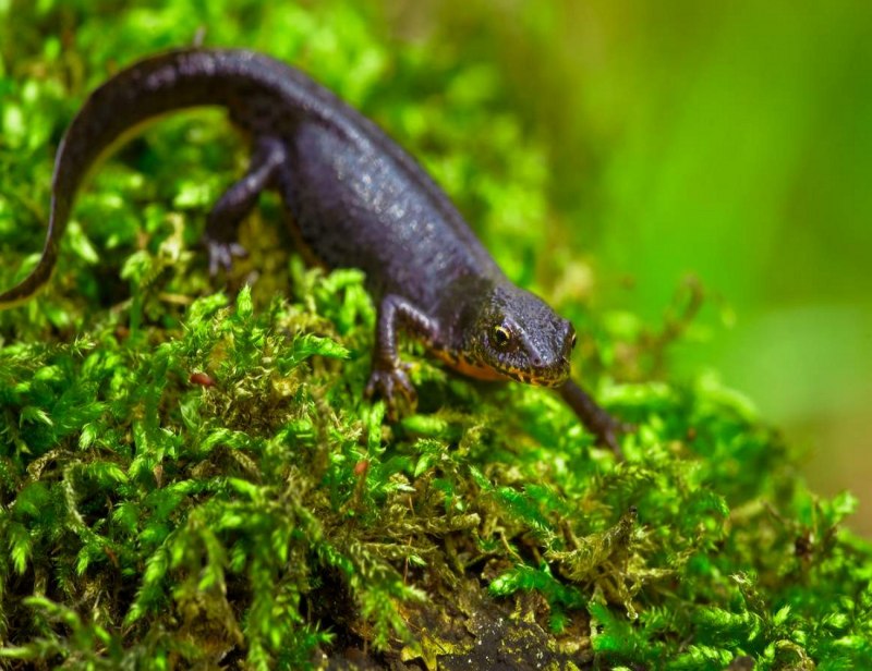 Тритон Дальневосточный