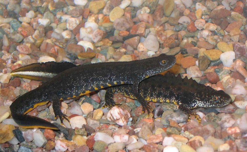 Горный ложный Тритон