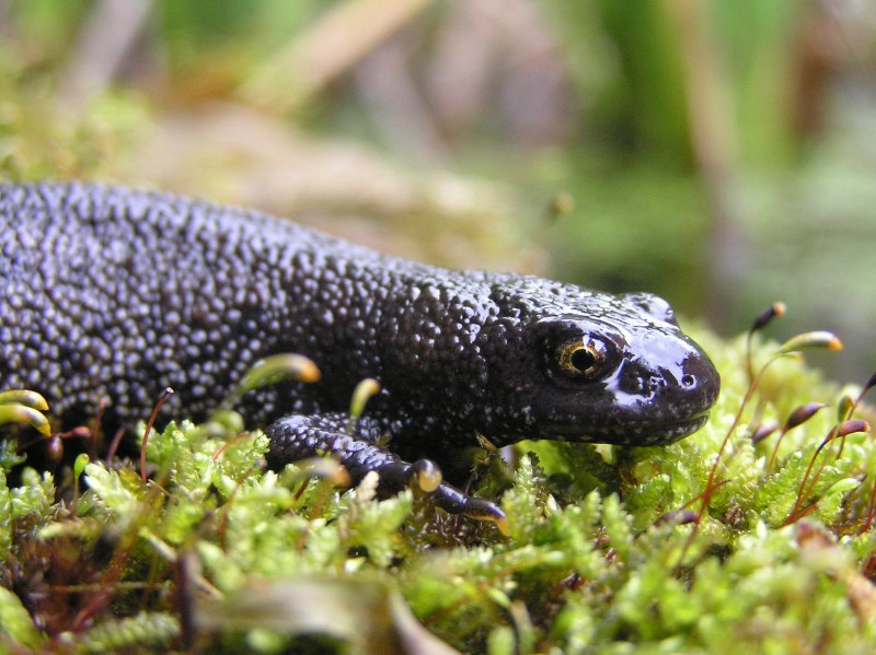 Смарагдовый сцинк