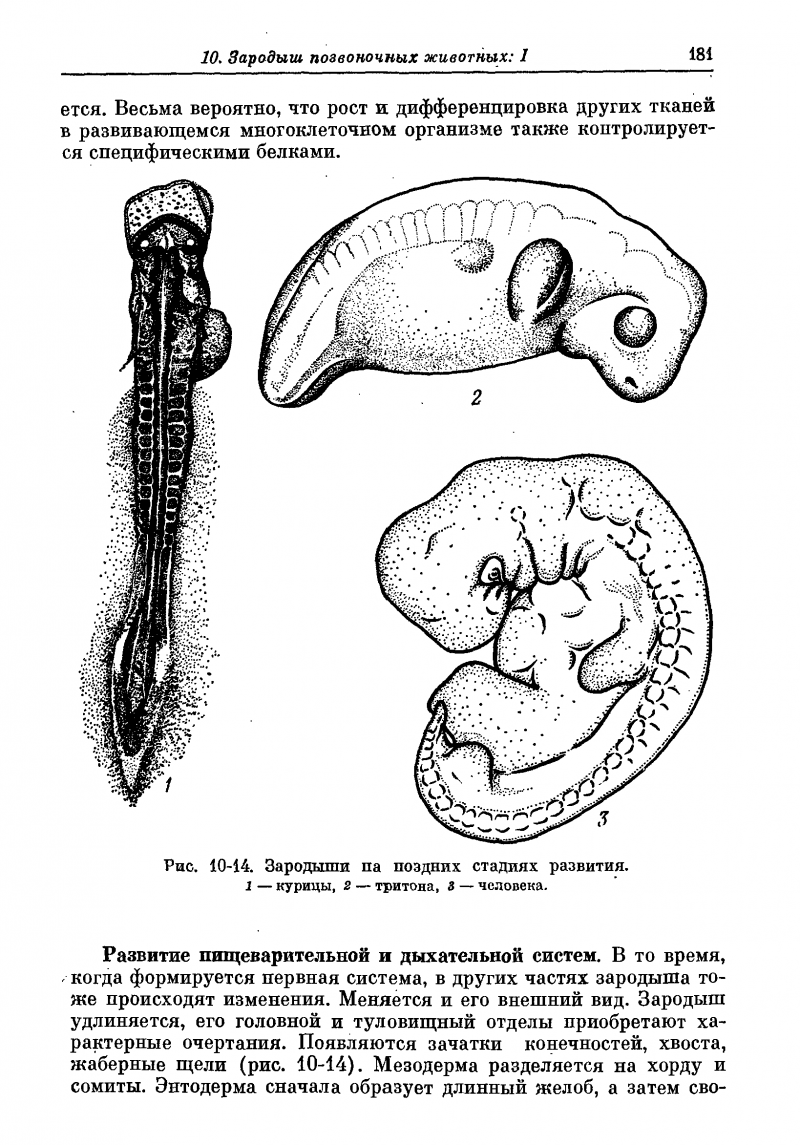 Иранский Тритон