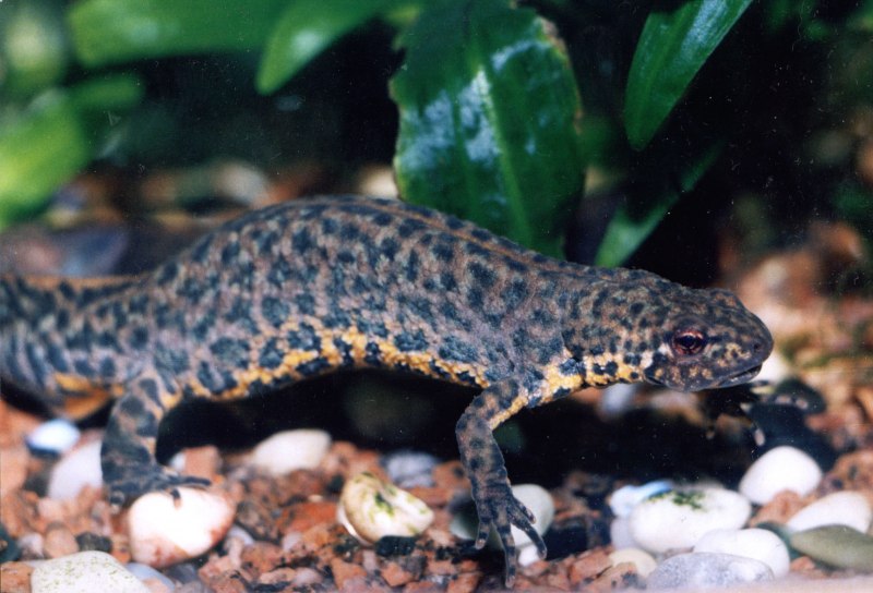 Земноводные Тритон