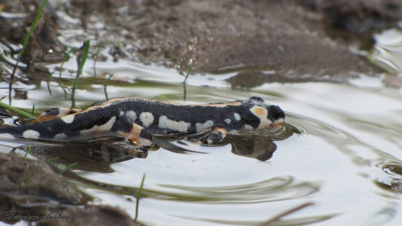 Тритон с перепонками