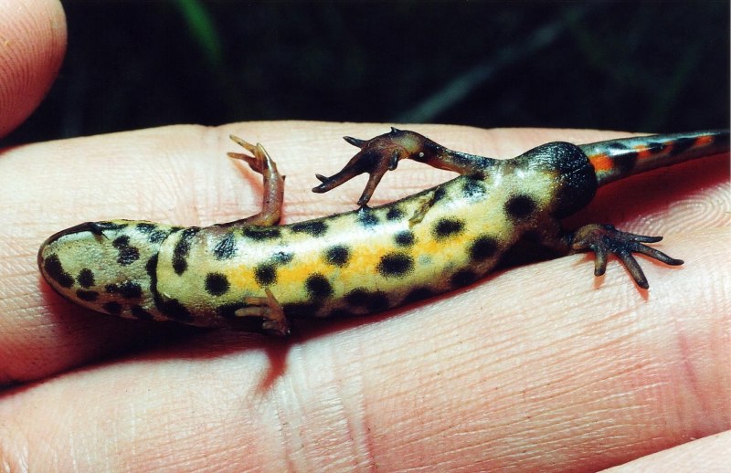 Армадилло броненосец