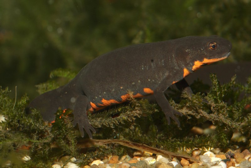 Тритон Карелина (Triturus karelinii) самец