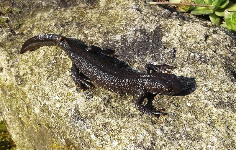 Малоазиатский Тритон