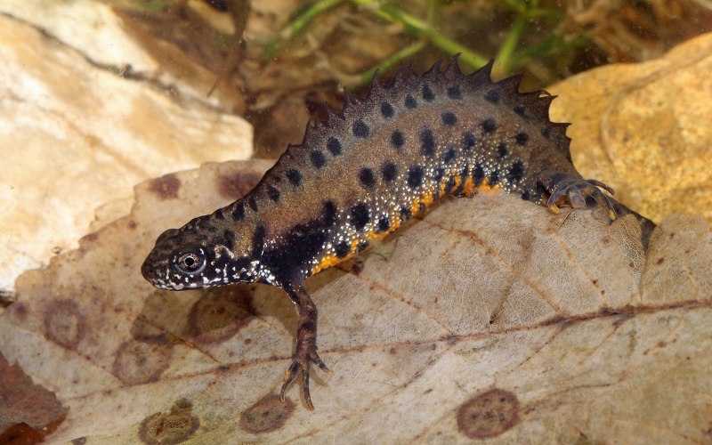 Гребенчатый Тритон Крым