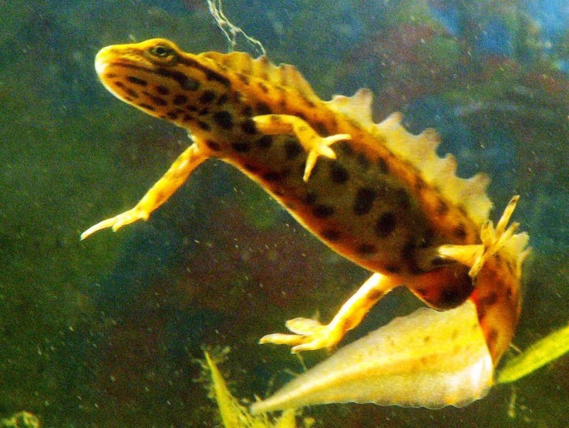 Сибирский углозуб