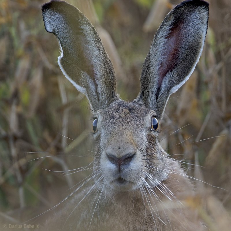 Чернохвостый заяц