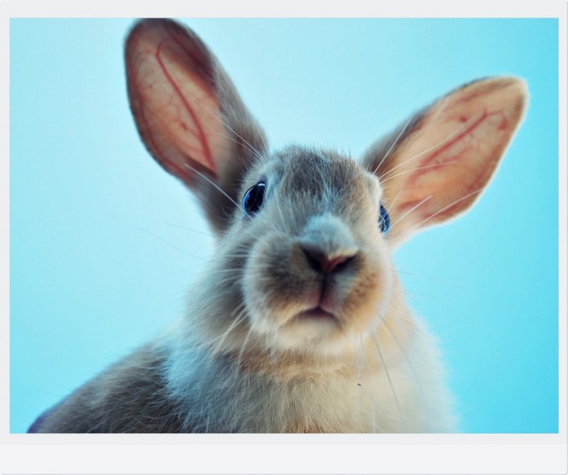 Заяц Русак для детей