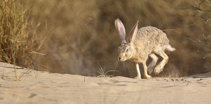 Ушастый заяц