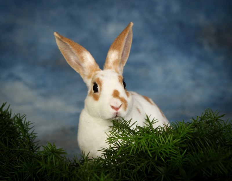 Английский вислоухий кролик