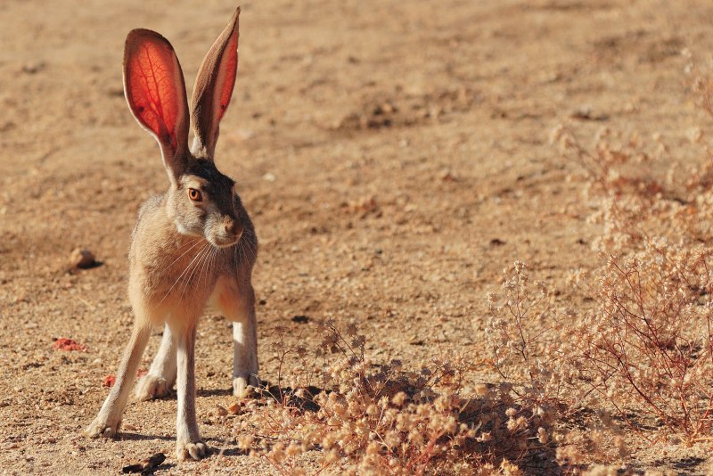 Необычные Дикие животные