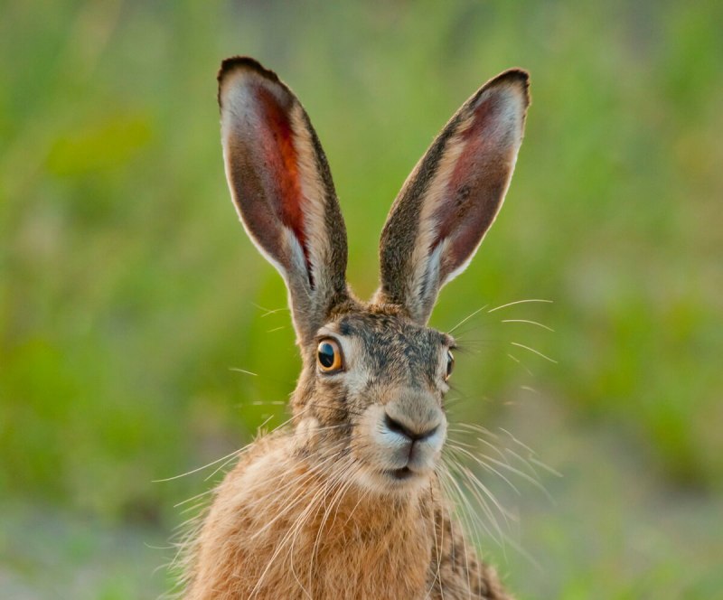 Ушастый Длинноухий кролик