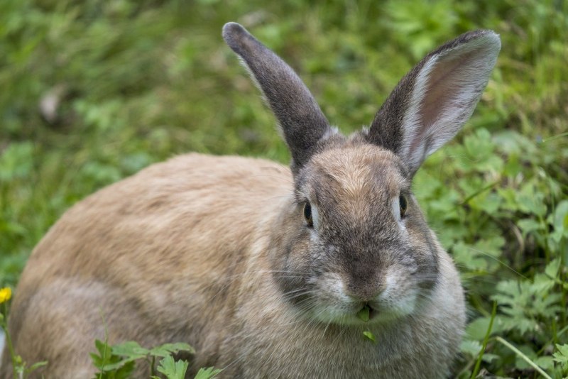 Кустарниковый заяц