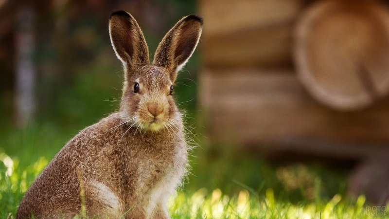 Заяц Русак с крольчатами