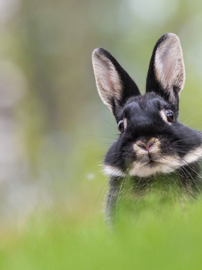 Кролик Герлион