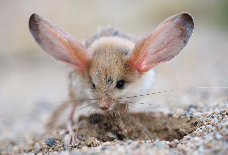 Кролик с длинными ушами