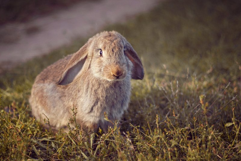 Уши кролика