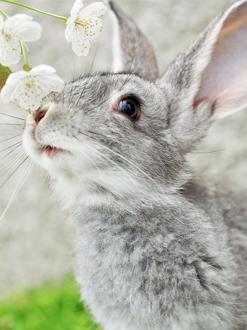 Заяц Беляк толай и Русак