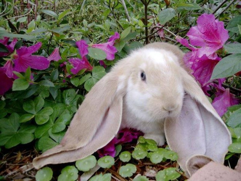 Глад ВАЛАКАС кролик