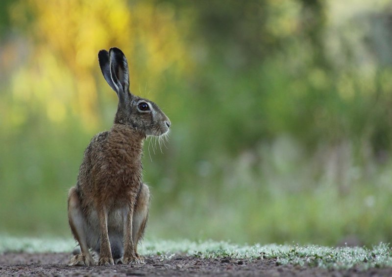 Милые зайчики