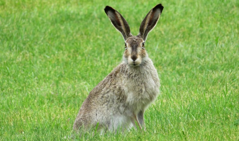 Кролик альбинос