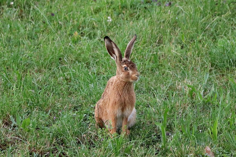 Кролик Длинноухий