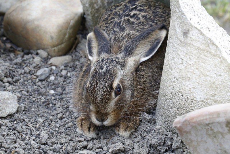 Брюссельский баран кролик