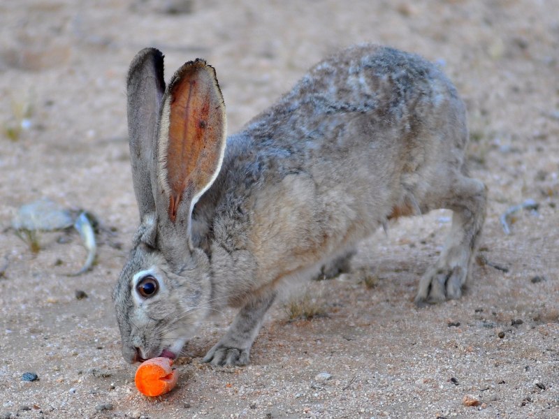 Африканский тушканчик