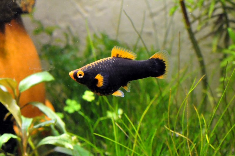 Рыбка Пецилия черная