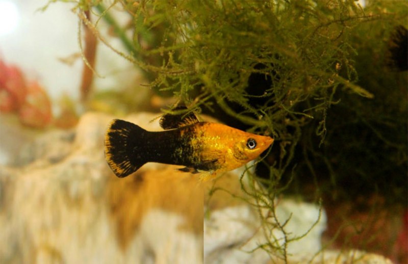 Моллинезия Велифера