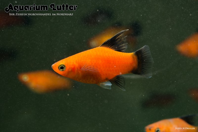 Пецилия чернохвостая