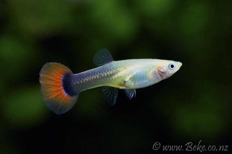 Пецилия аквариумная рыбка