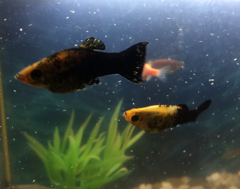 Гуппи ред тукседо