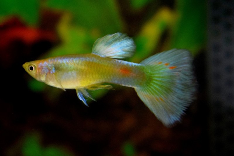 Пецилии красные